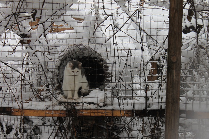 Приют домик. Кошачий приют в Липецке. Приют для животных в Липецке. Приют для кошек в Липецке. Мишкин дом приют для кошек.