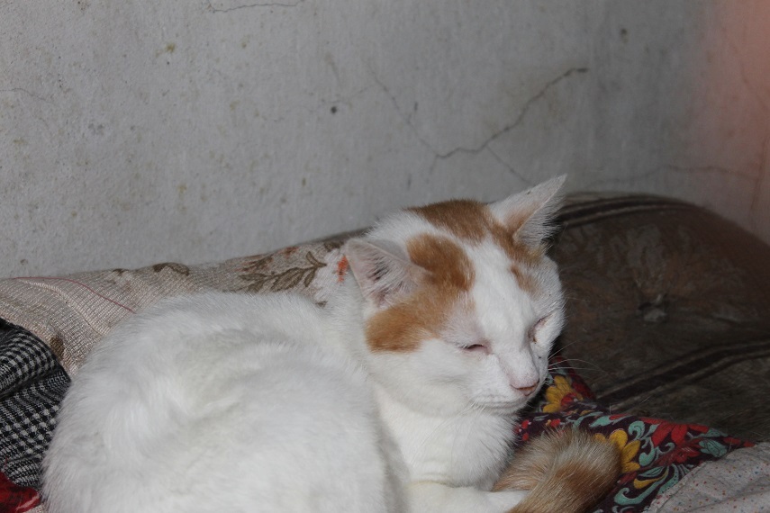 My personal Cotoland 103 - My, cat, Shelter, Help, Kindness, Lipetsk, Cotoland, In good hands, Longpost, Shelter Cotoland