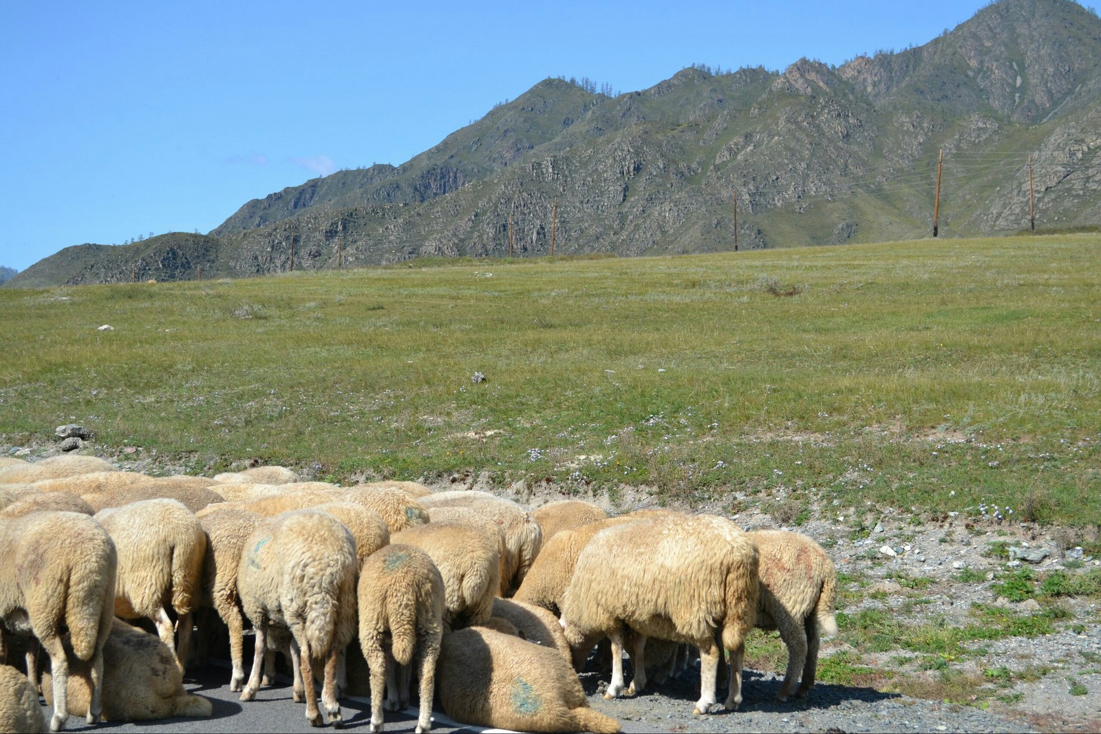 Gorny Altai in summer - My, Altai, Nature, The photo, Longpost, Altai Republic