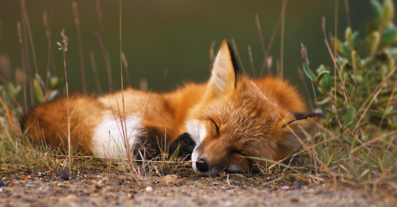 Afternoon dream of a red cheat ^_^ - Fox, Redheads, Fur, Asleep, Dream, Fyr