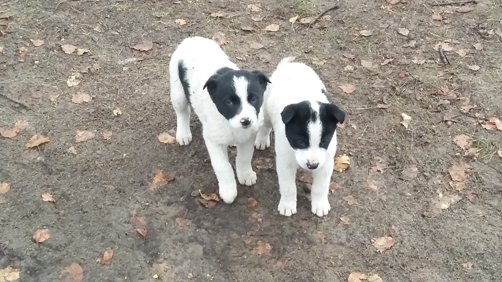 Two sets of twins - My, Puppies, Pipe, Childbirth, Winter, Longpost