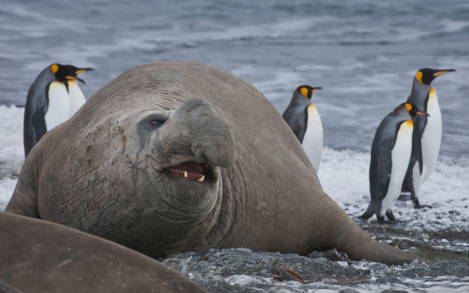 Book of Animals: Southern Elephant Seal - My, , Animal book, Animals, Wild animals, Longpost