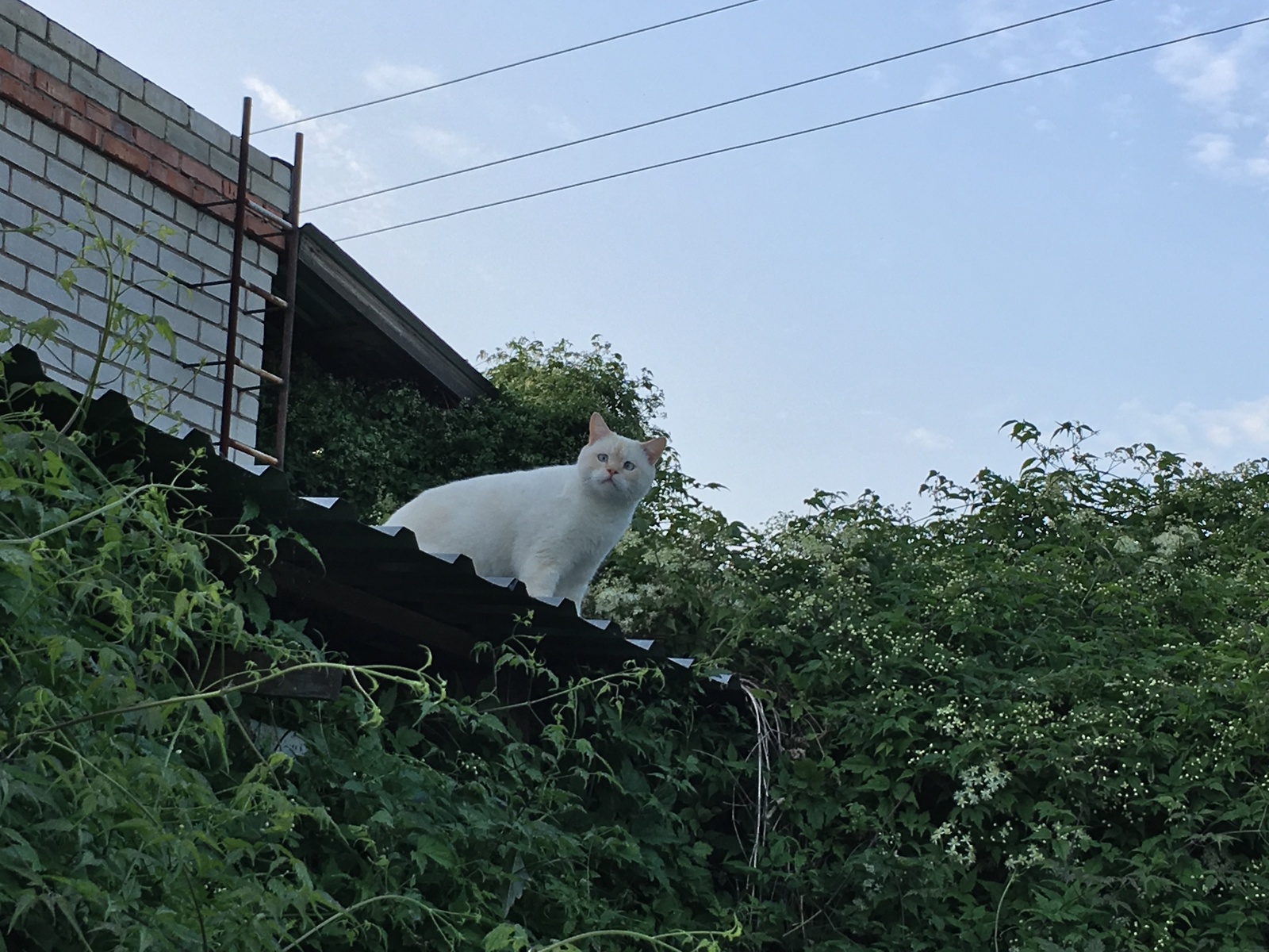 Встречает завтрашнюю днюху - Моё, Кот, Фунтик, Длиннопост