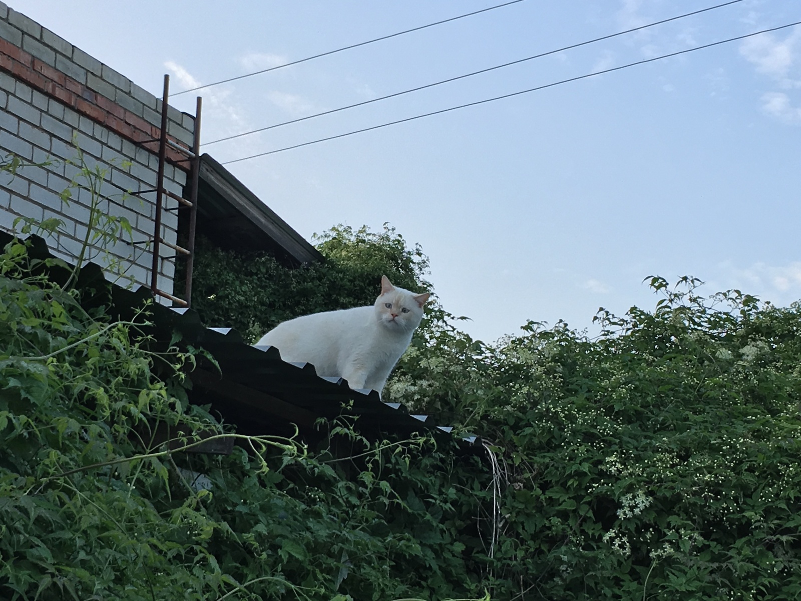 Встречает завтрашнюю днюху - Моё, Кот, Фунтик, Длиннопост