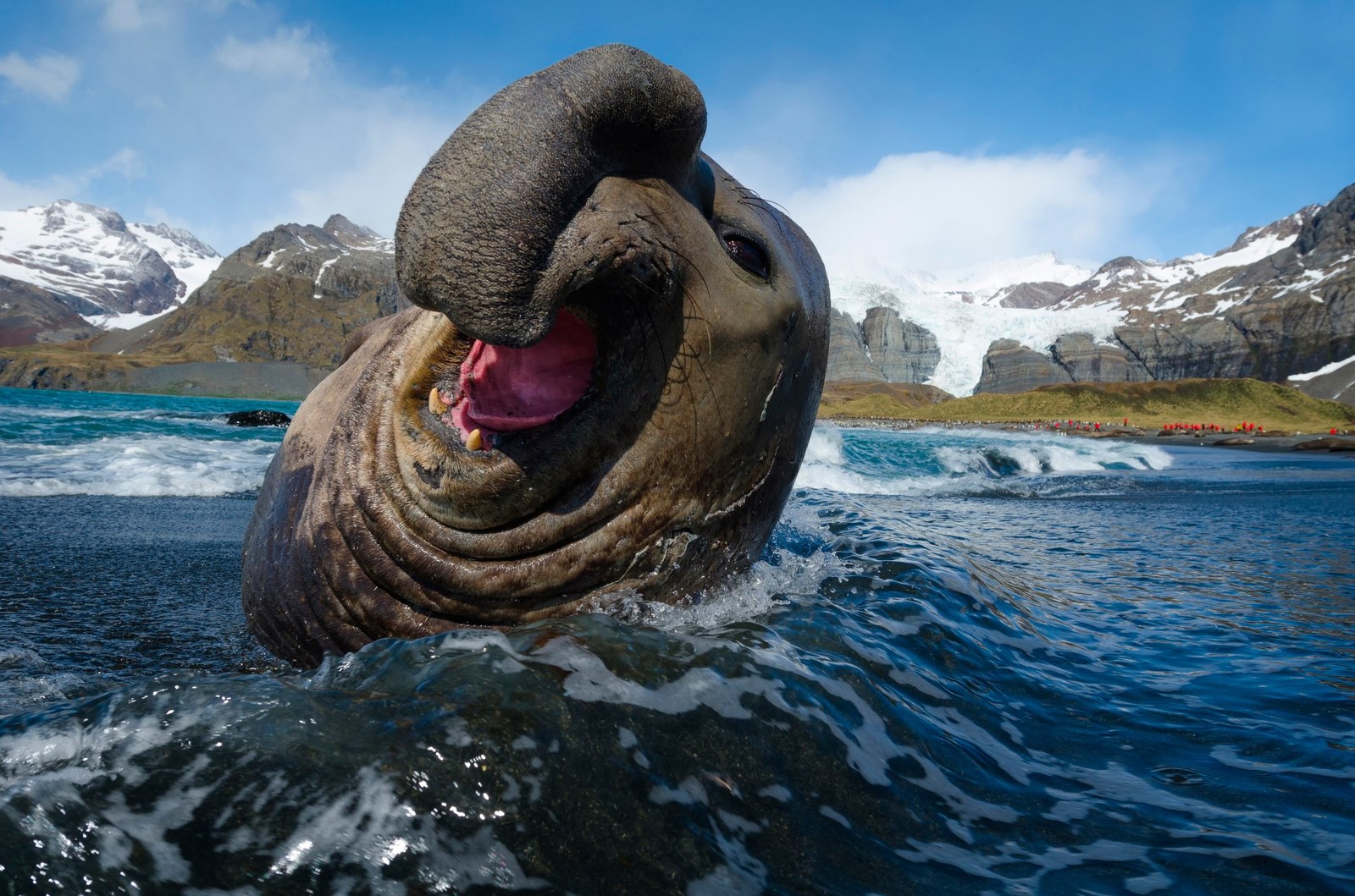 Book of Animals: Southern Elephant Seal - My, , Animal book, Animals, Wild animals, Longpost