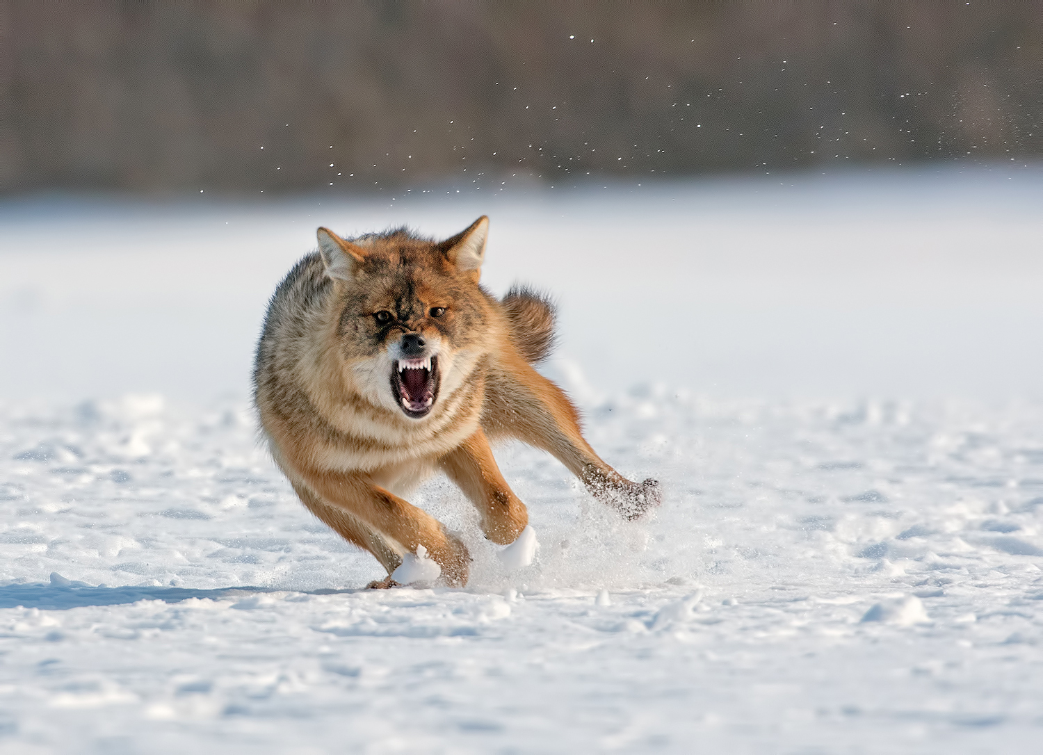 How the wolf drove forty =) - Wolf, Magpie, Not mine, Longpost, Jackals