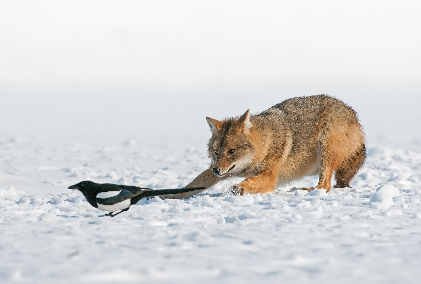 How the wolf drove forty =) - Wolf, Magpie, Not mine, Longpost, Jackals