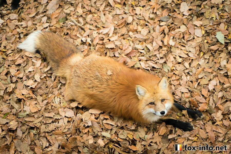 On a soft carpet of autumn leaves. - Animals, Fox, Autumn, Leaves, Autumn leaves