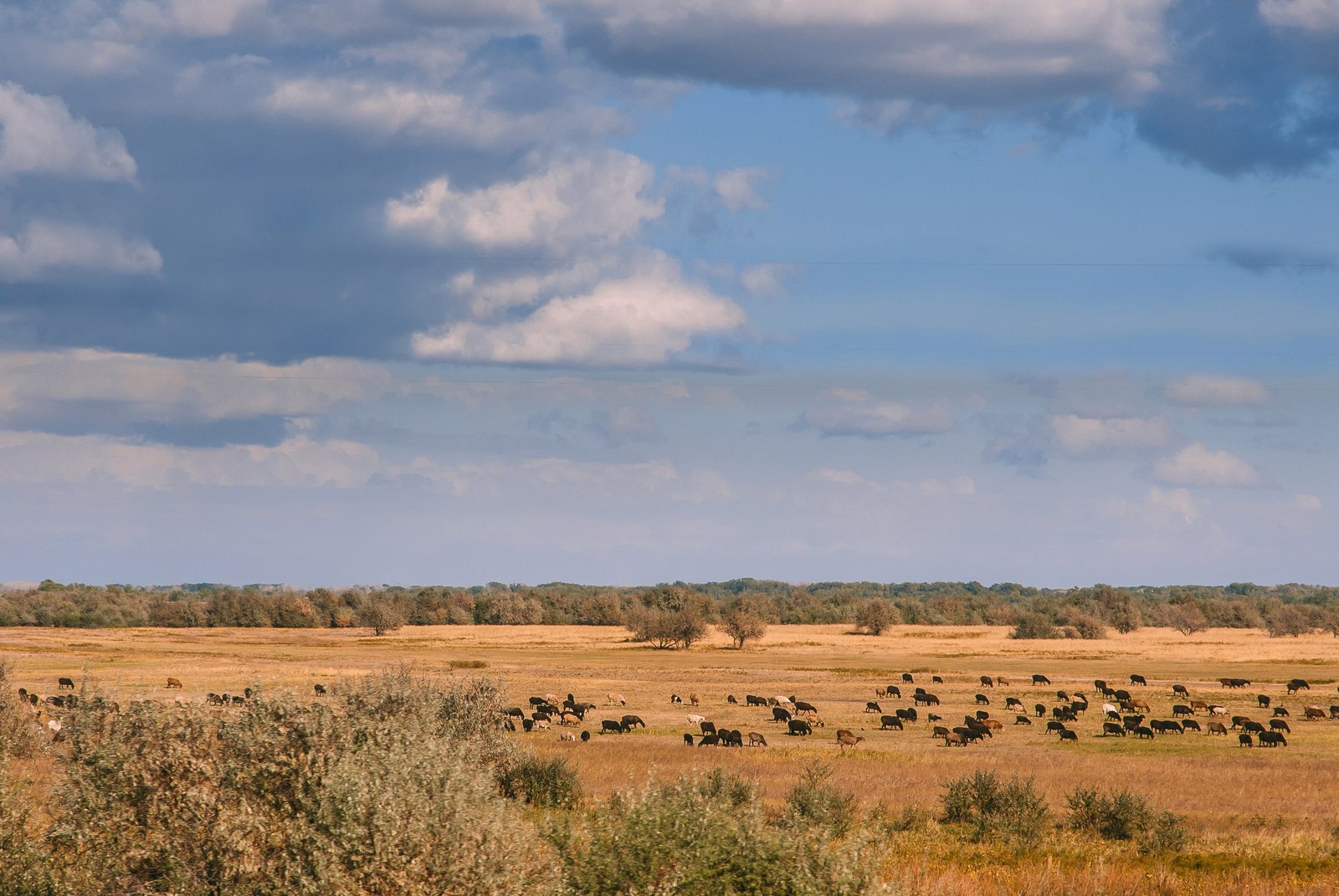 Pasture - My, Kazakhstan, Pasture, The photo, Nikon, Uralsk