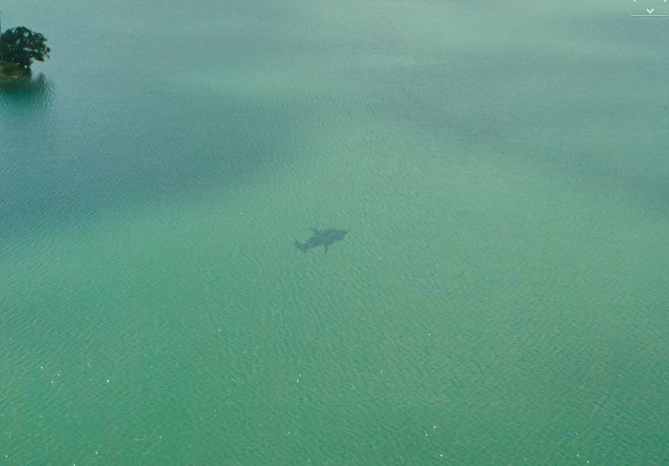 Pyatigorsk Shark in the lake or glitch? - Pyatigorsk, Shark