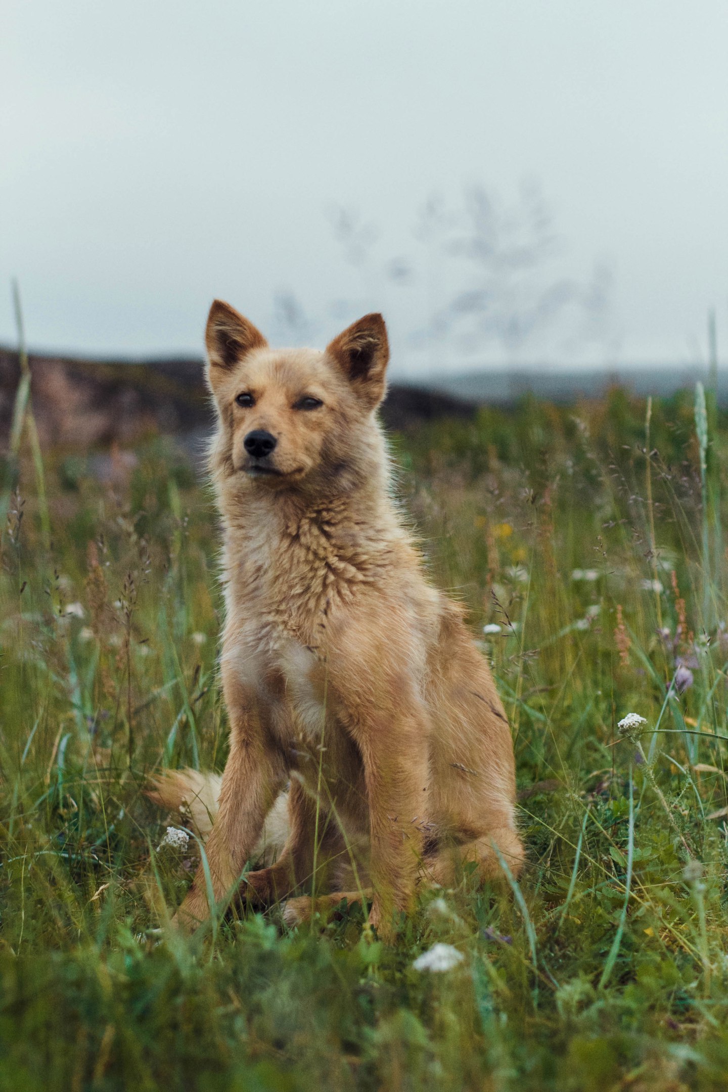 Dog from the Fishing Peninsula - My, Dog, Rybachy Peninsula, North, Murmansk region