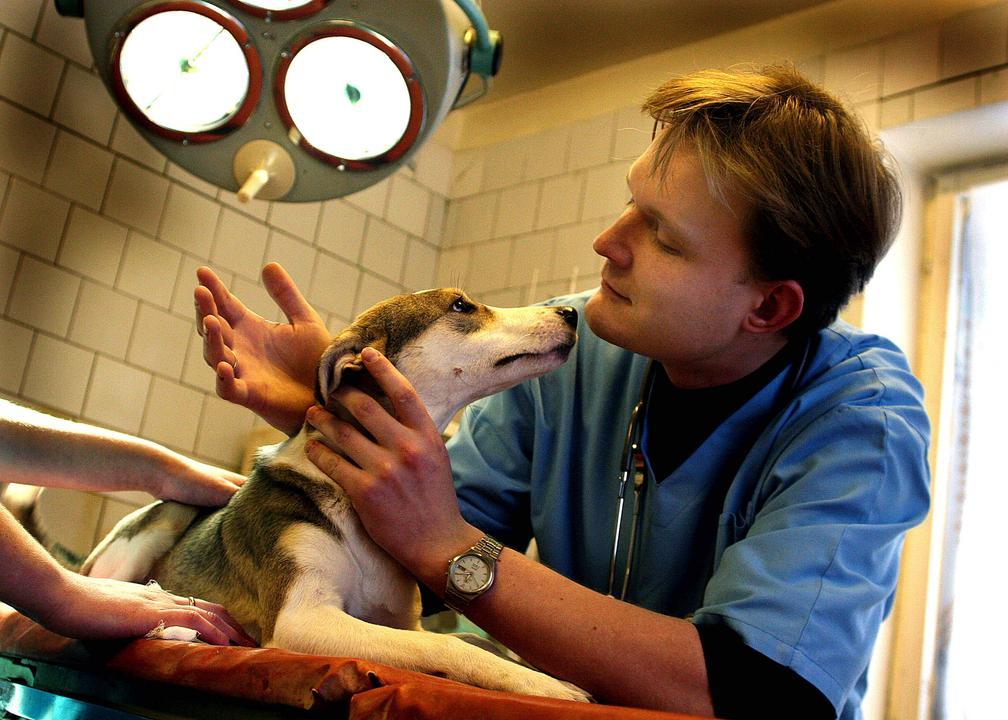 About human cruelty and human kindness - Vet clinic, Milota, Good and evil, Longpost, Dog