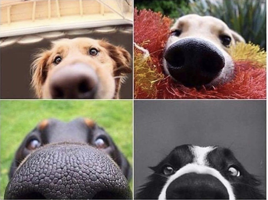 What are all the same cute sniffers in dogs)) - , Nose, Dog, Animals