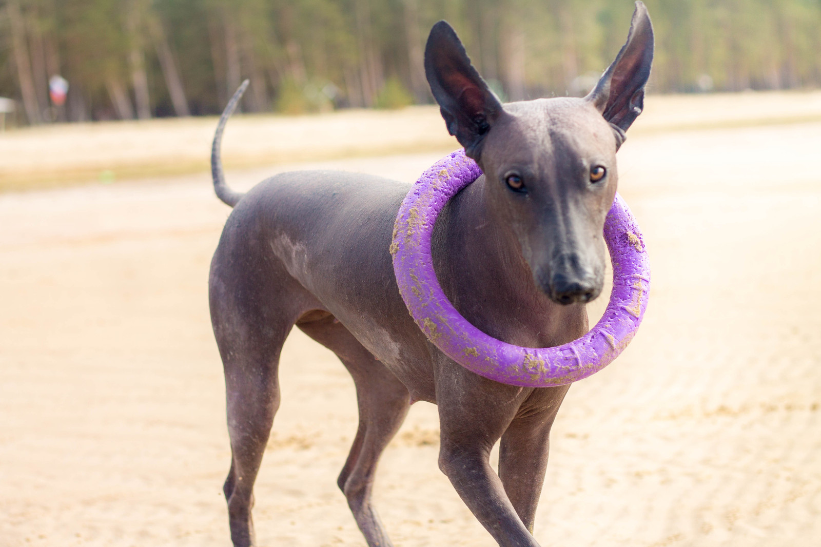 Oh, what kind of dog is this? - My, Dog, Longpost, Animals, Xoloitzcuintli