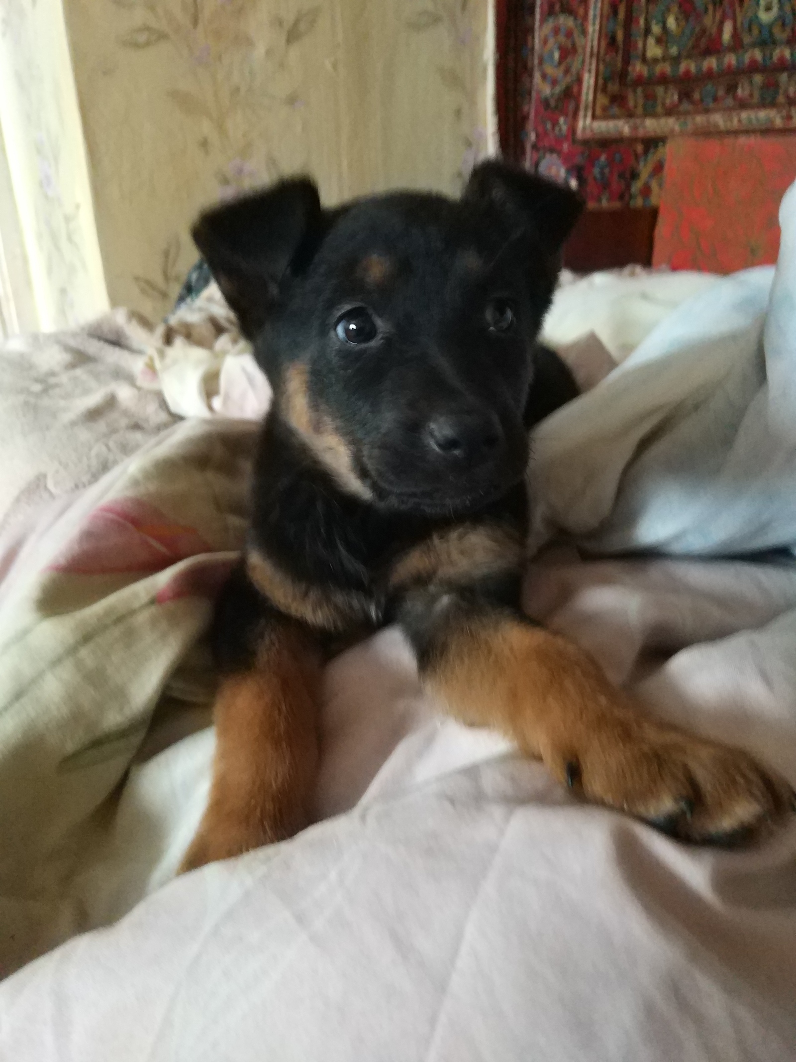 The dog is looking for a home - Dog, Puppies, In good hands, Help, Longpost, Sergiev Posad