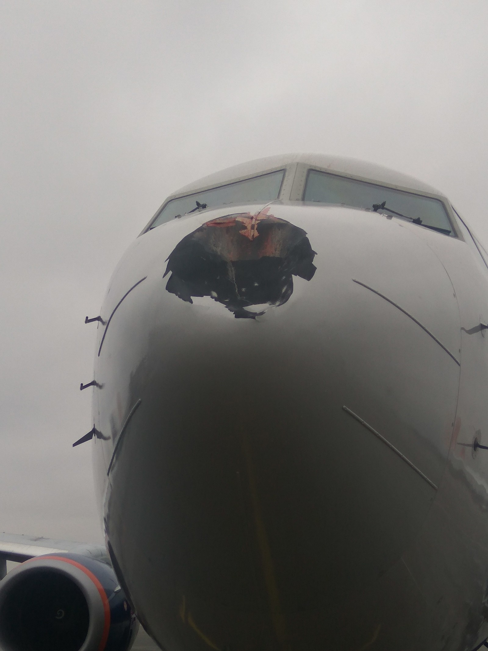 Angry Bird demolished the nose cone of the liner in Pulkovo. Today. - My, Saint Petersburg, Pulkovo, Airplane, Oddities, The airport, Longpost