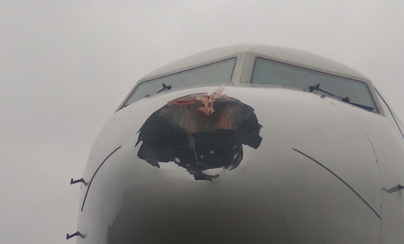 Angry Bird demolished the nose cone of the liner in Pulkovo. Today. - My, Saint Petersburg, Pulkovo, Airplane, Oddities, The airport, Longpost