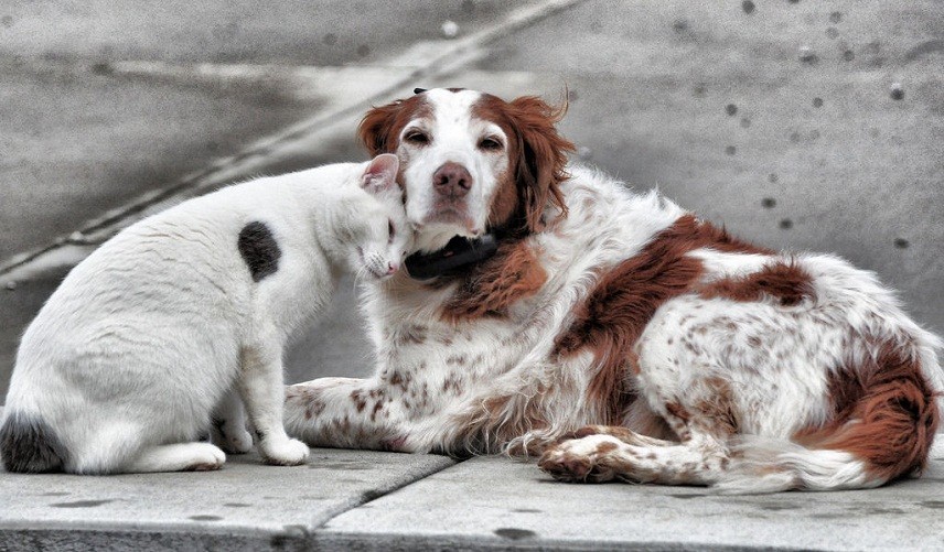 The State Duma proposed to allow animals to live in the basements of houses - State Duma, Animals, Basement, cat, Dog