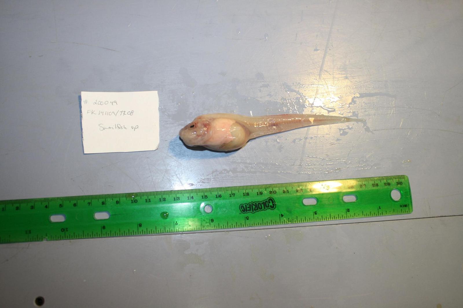 Fish found living at a depth of 8 km - Article, A fish, Depth, The science, Interesting, Longpost