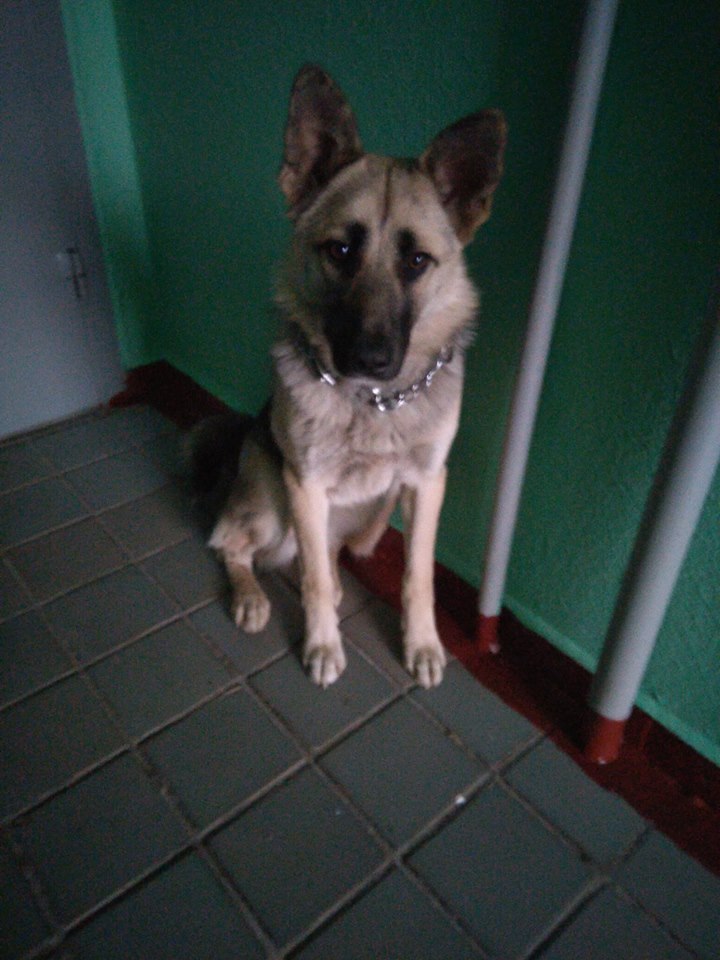 Found dog MOSCOW girl, shepherd dog or shepherd mestizo. - Found a dog, The dog is missing, Lost, Dog