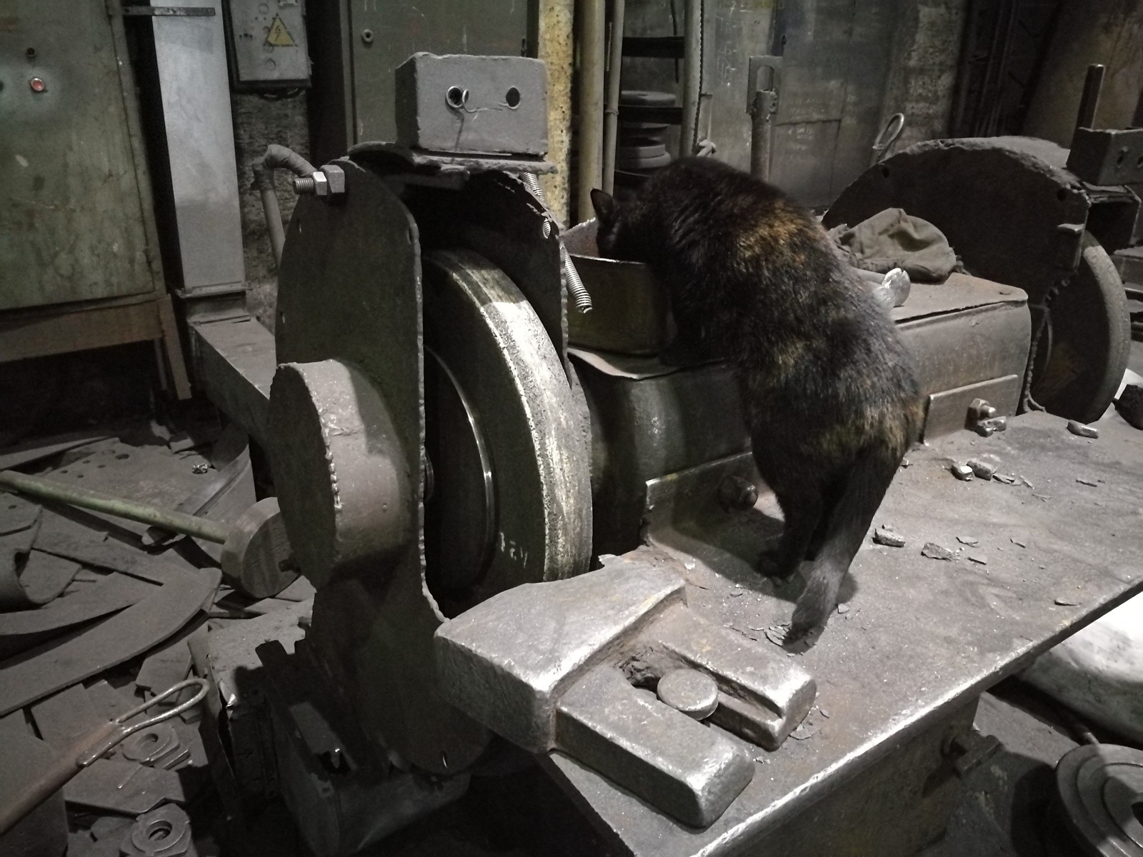 The hard life of a shop cat. - My, Foundry, cat, Work, Longpost