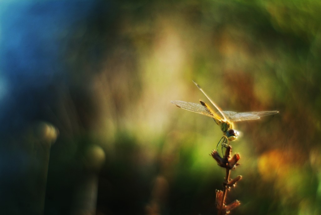 Dragonfly - My, Dragonfly, Nature, The photo, Helios44-2, , Fujifilm, , Helios44-2