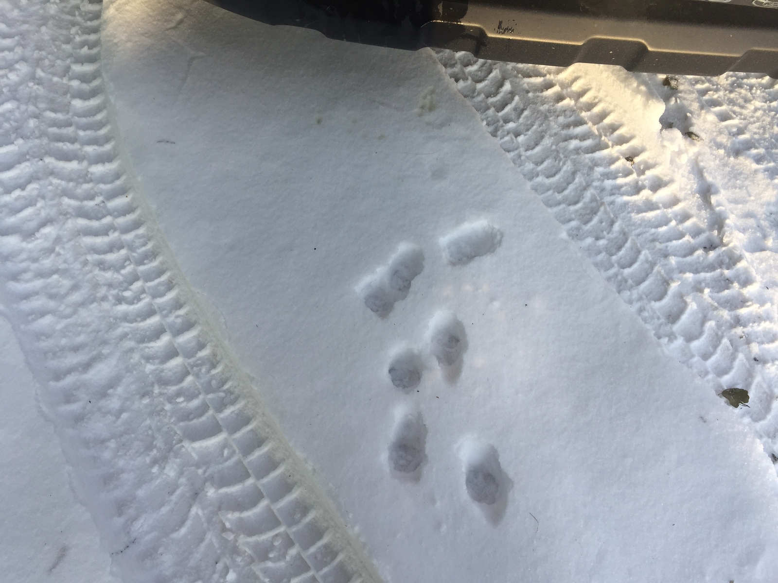 Думал радиатор потек | Пикабу