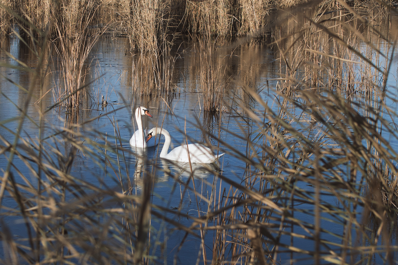 Swans do not freeze on a frosty autumn morning - My, The photo, Autumn, Swans, Love