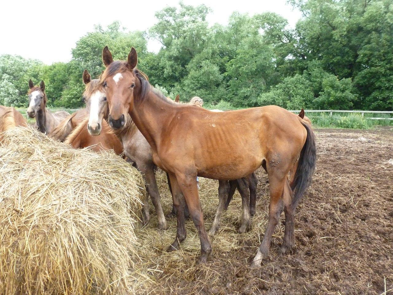 In the Ryazan region - Not mine, Horses, Bombanulo, Ryazan, Longpost, Cruelty to animals