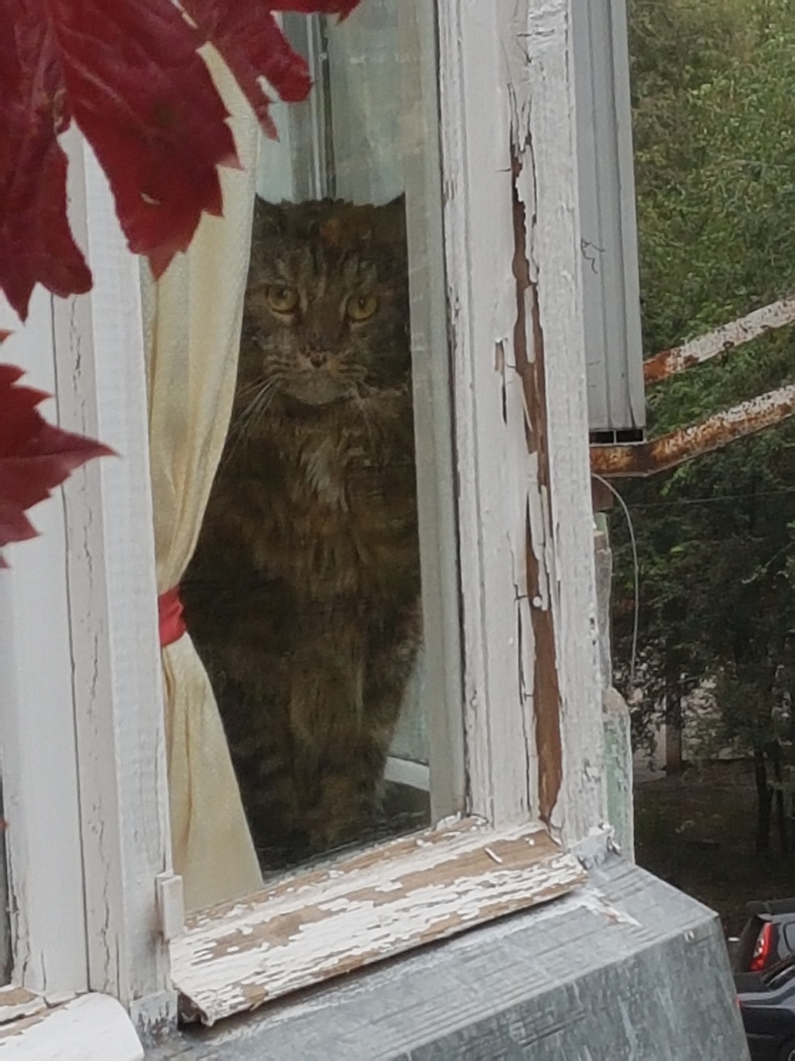 When you went out to the balcony, and there it is .... - My, cat, Maine Coon, It, Good mood, Longpost