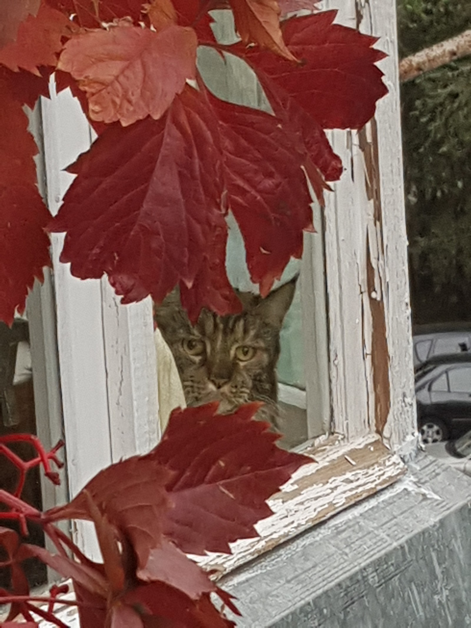 When you went out to the balcony, and there it is .... - My, cat, Maine Coon, It, Good mood, Longpost