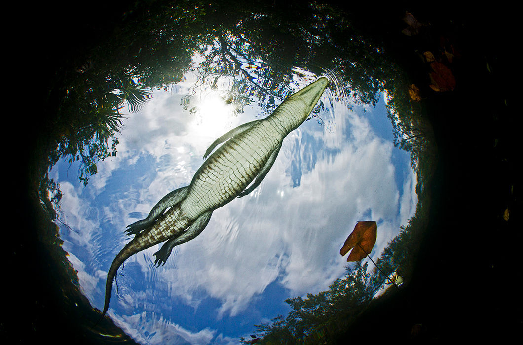 Gate to the realm of the dead - Crocodile, The photo, Under the water, My Planet Club, Crocodiles