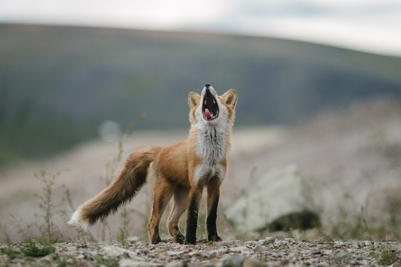 Two wonderful photos. - My, The photo, Beautiful girl, Language, Fox, This made my day, Gallery, Memes, Miracle, Longpost