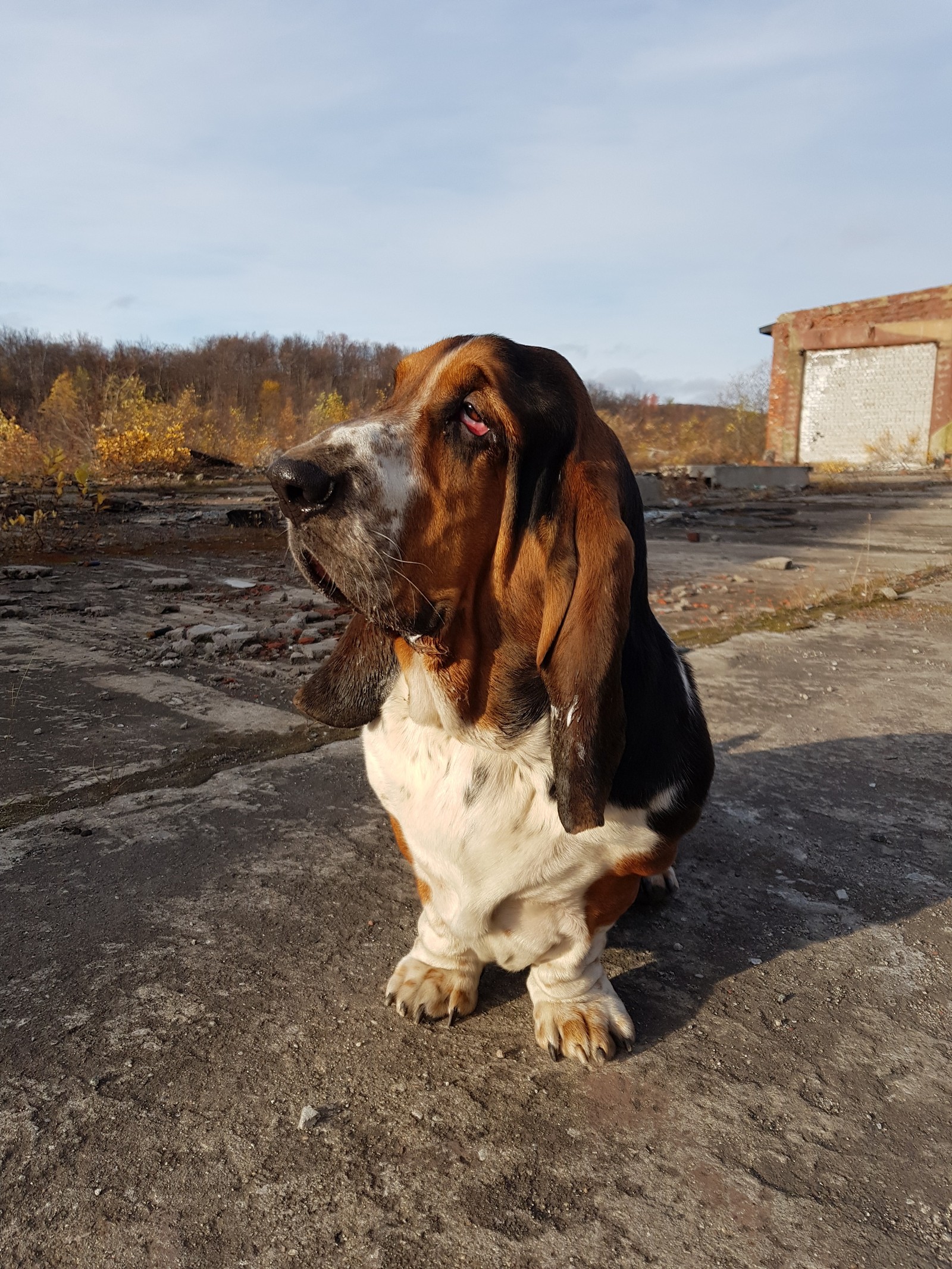 Basilius - My, Dog, Basset Hound, Bragging, Milota, Longpost, Boasting