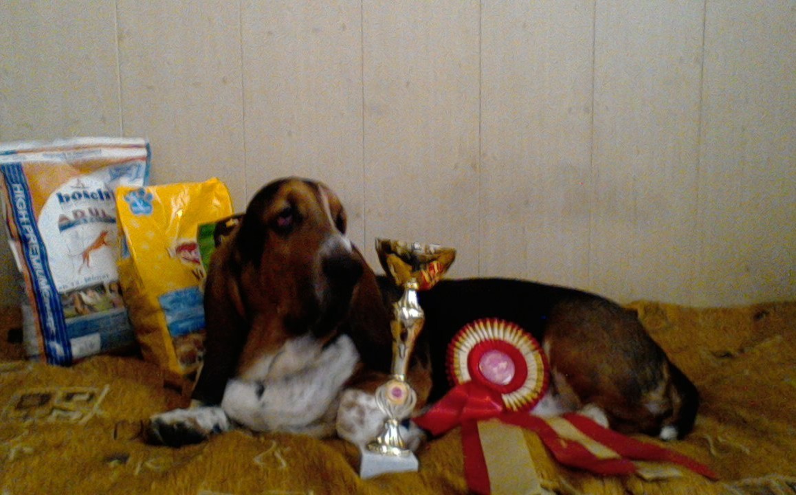 Basilius - My, Dog, Basset Hound, Bragging, Milota, Longpost, Boasting