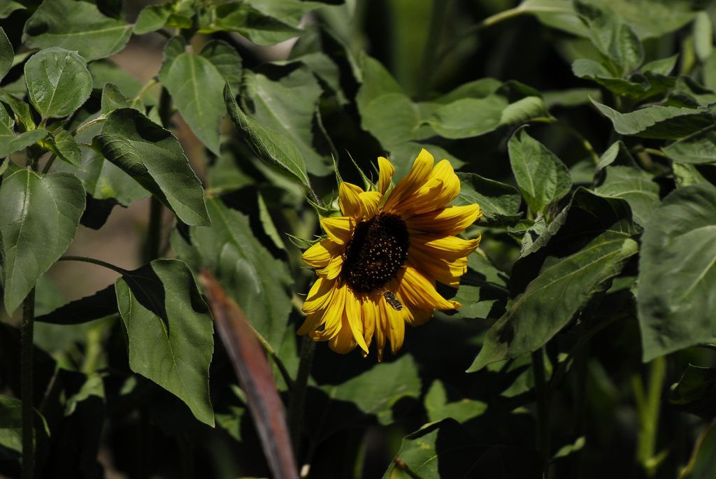 Flowers, flowers - My, Flowers, Nikon, , , , Beginning photographer, Longpost, 