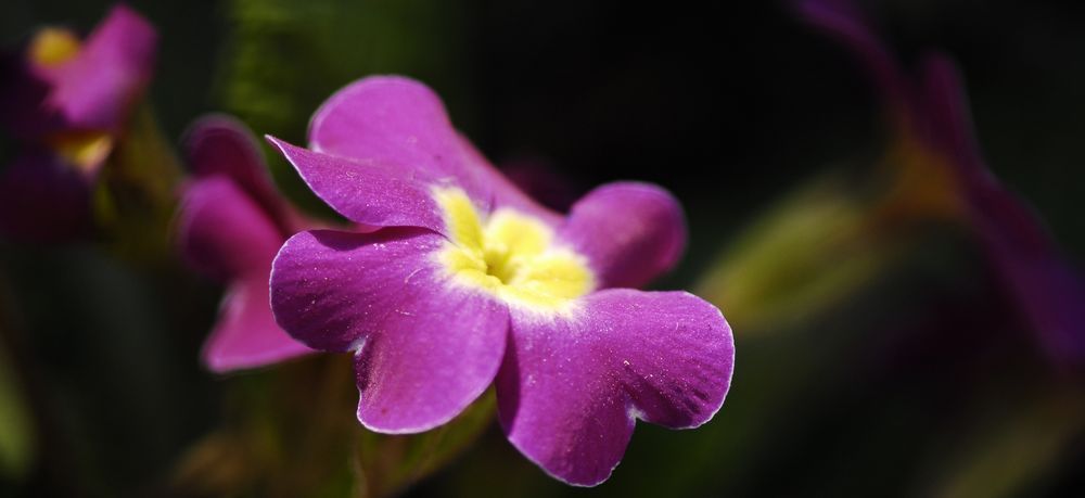 Flowers, flowers - My, Flowers, Nikon, , , , Beginning photographer, Longpost, 