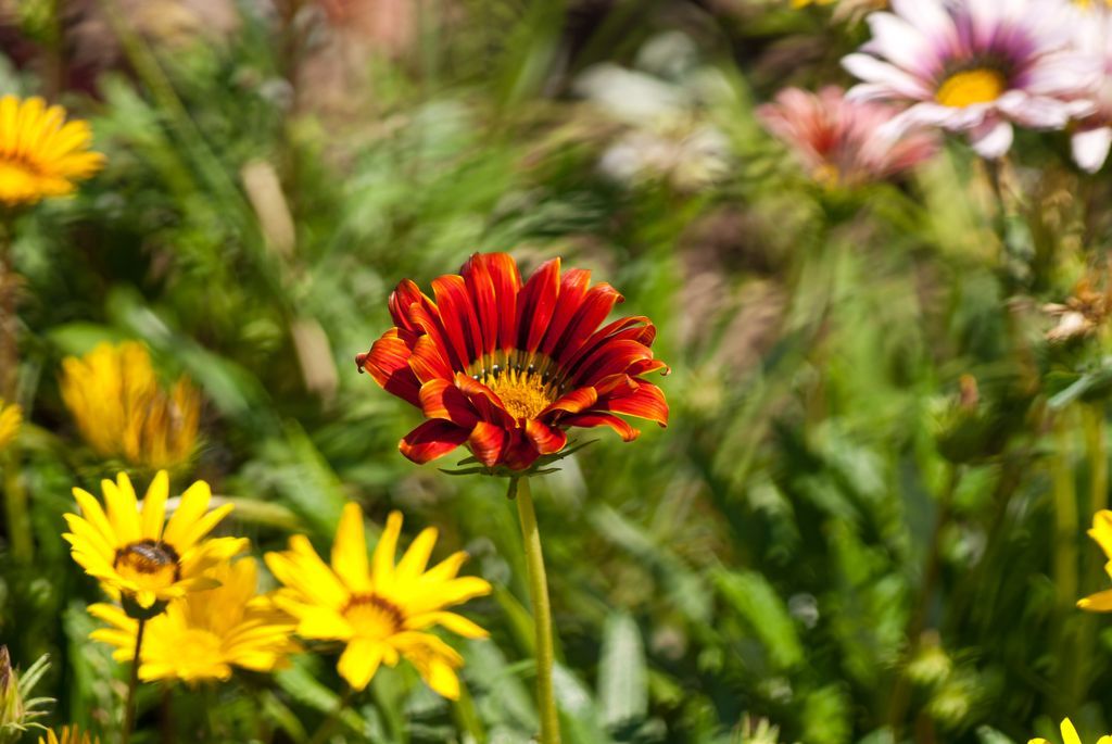 Flowers, flowers - My, Flowers, Nikon, , , , Beginning photographer, Longpost, 