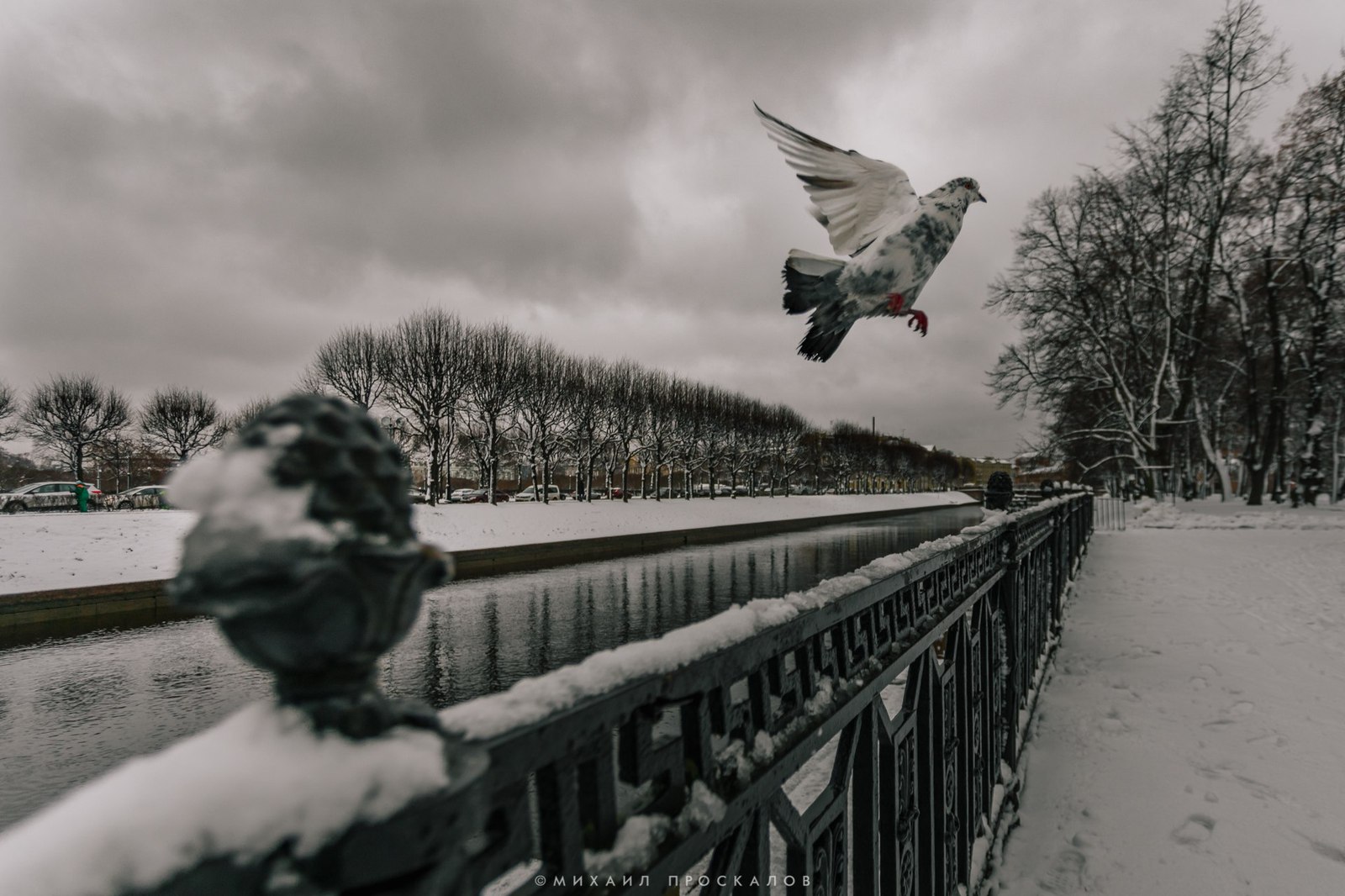 Snow fell in St. Petersburg - My, Saint Petersburg, Snow, The photo, Longpost