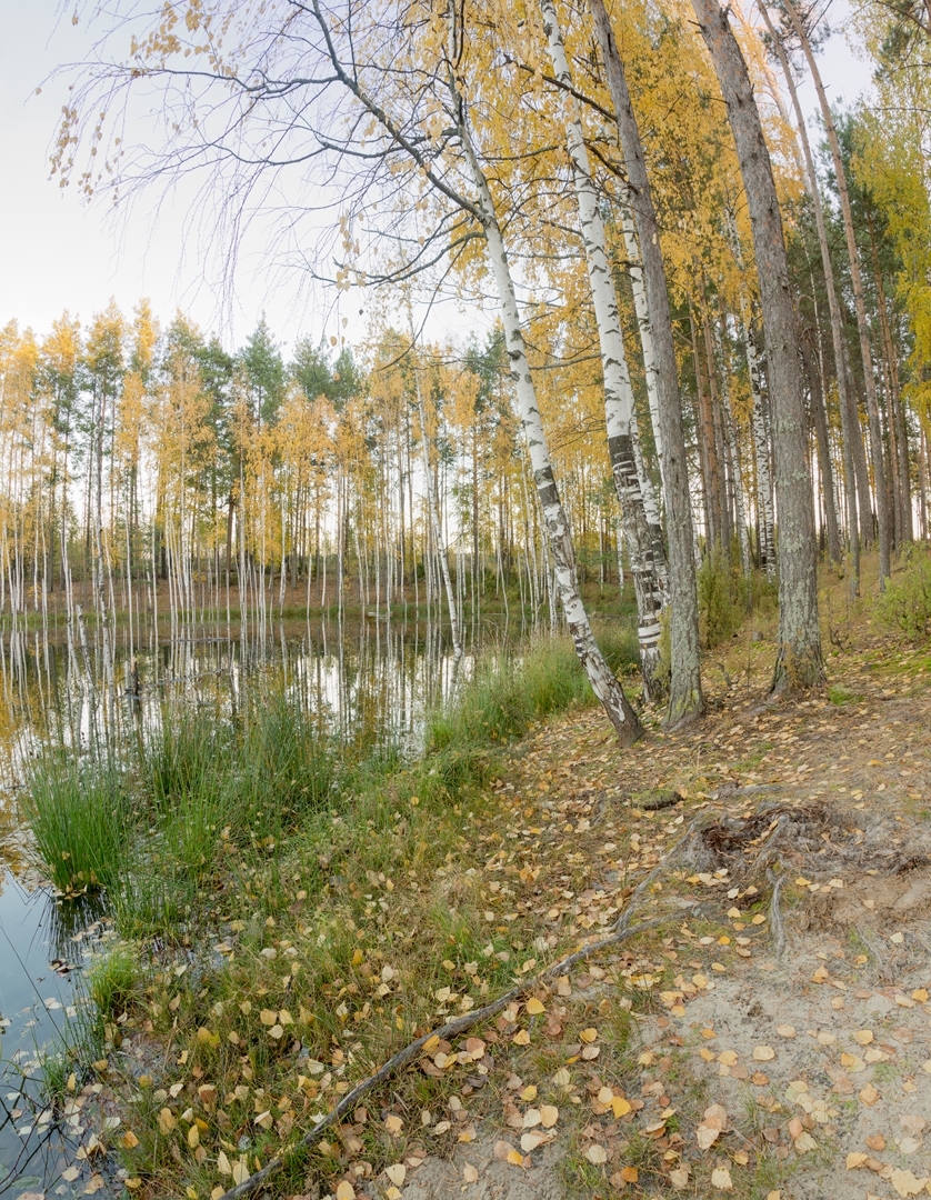 Lake Izyary in October - My, Chuvashia, Cheboksary, Zavolzhye, , Lake, Forest, Autumn, October, Longpost