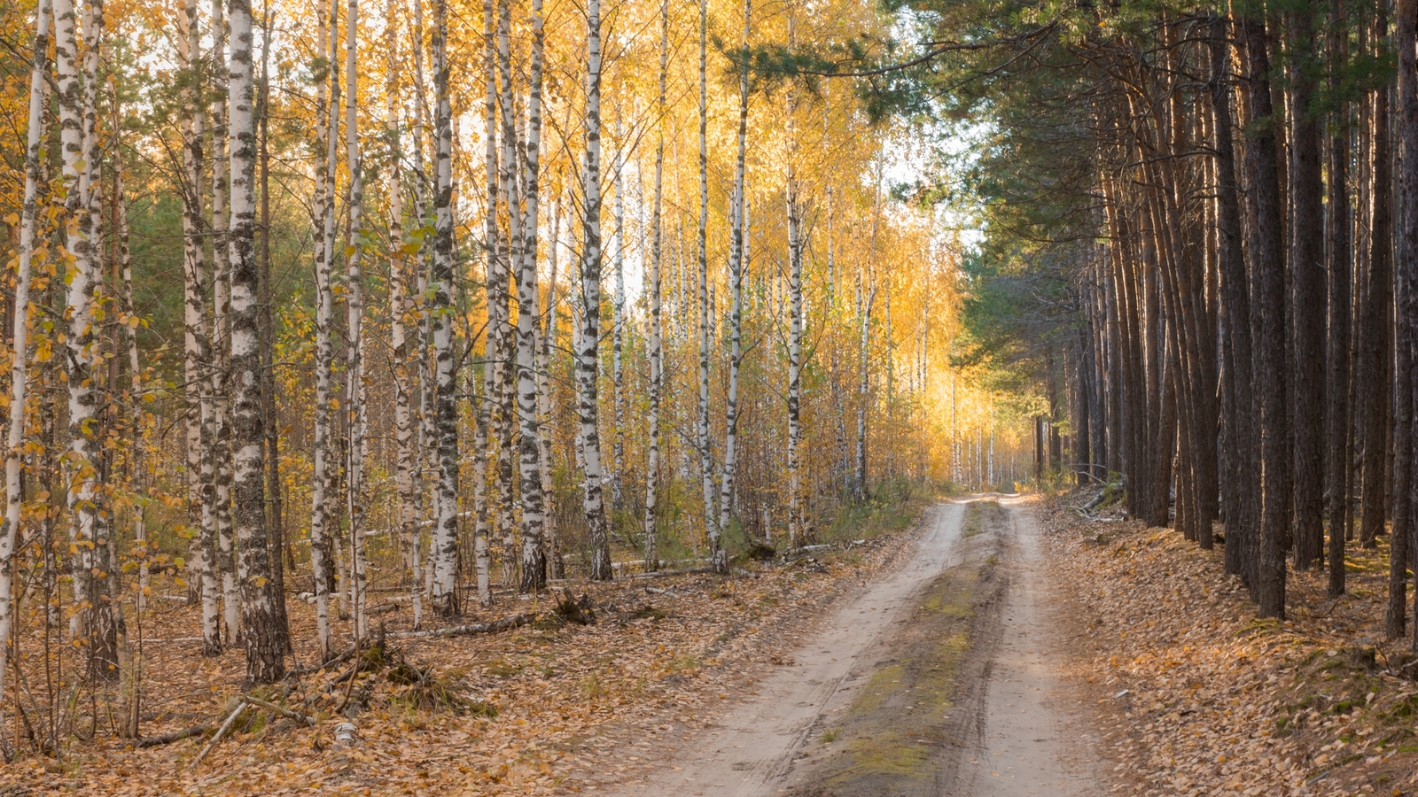 Lake Izyary in October - My, Chuvashia, Cheboksary, Zavolzhye, , Lake, Forest, Autumn, October, Longpost