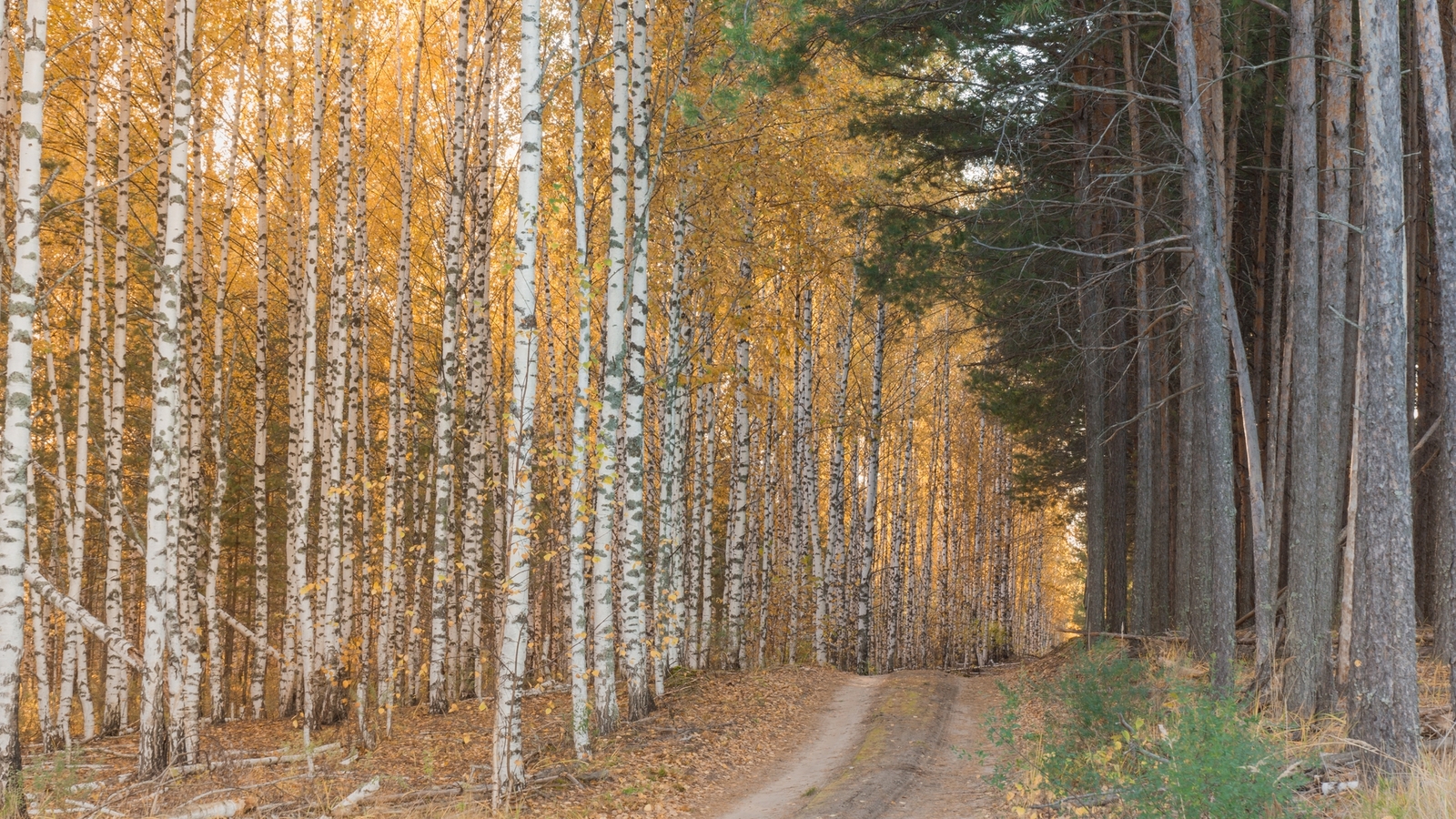 Lake Izyary in October - My, Chuvashia, Cheboksary, Zavolzhye, , Lake, Forest, Autumn, October, Longpost