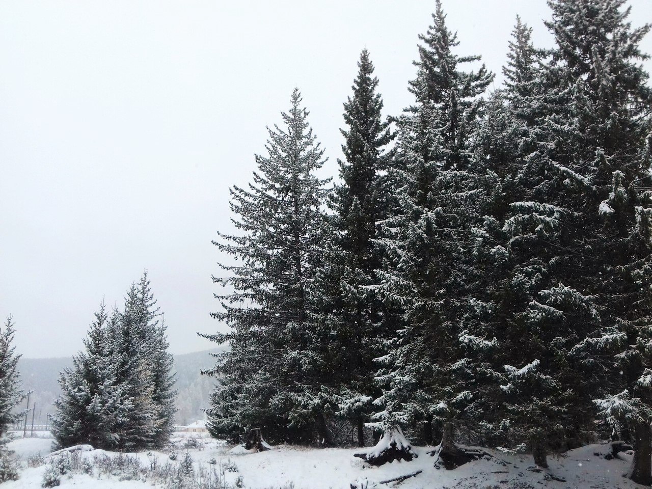 Snow in the forest! - My, Winter, Snowball, Autumn, The nature of Russia, Longpost