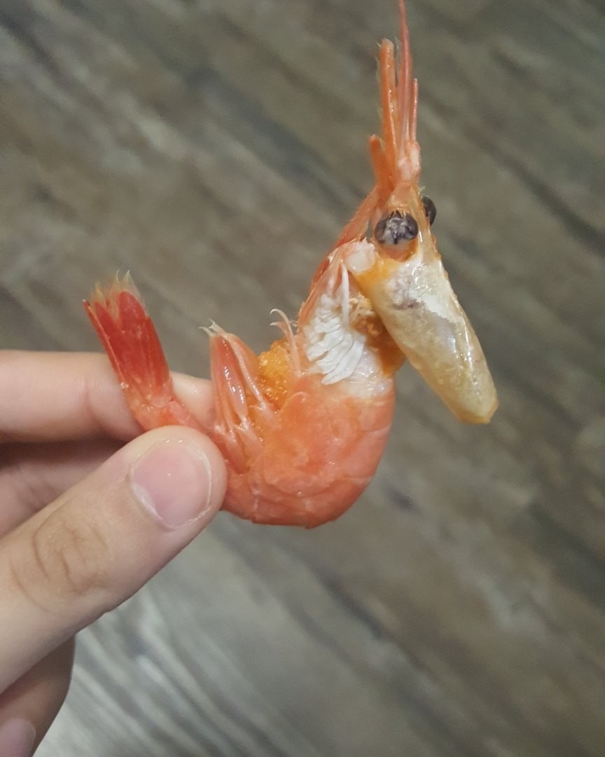 Rooster Shrimp (Fire) - Defecation, Shrimps, Rooster, Similarity