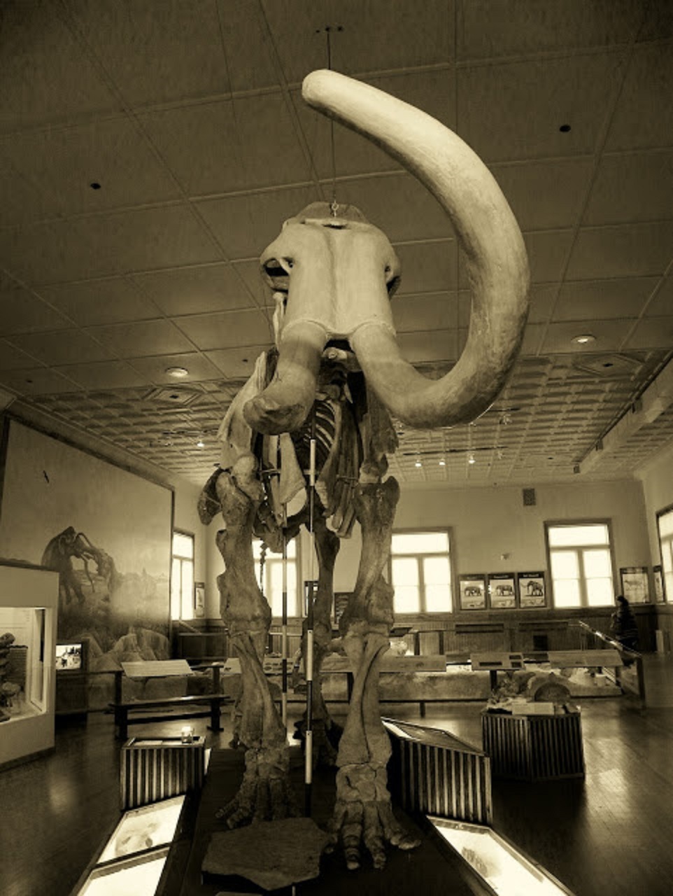 Two mammoths - duellists, forever together.... - My, Mammoth, Duel, Coyote, , Longpost