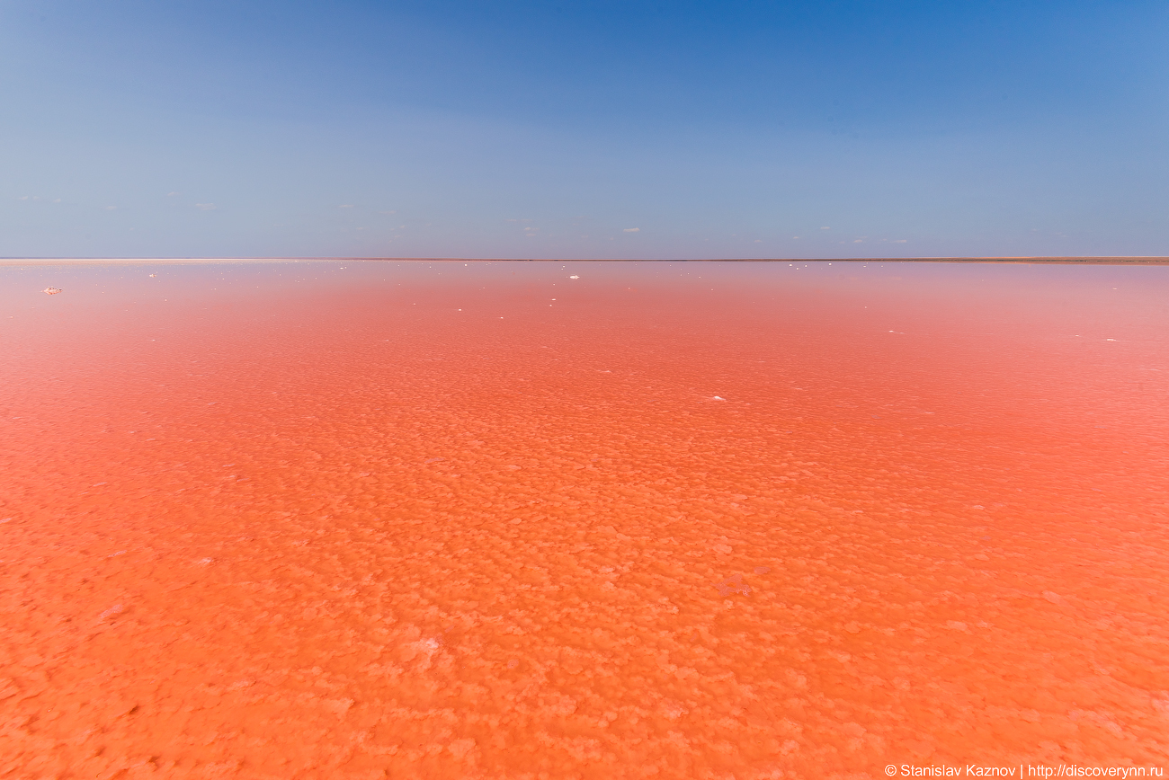 Blooming Elton - My, Elton, Lake Elton, Travels, Russia, The photo, Photographer, Photo tour, Salt, Longpost