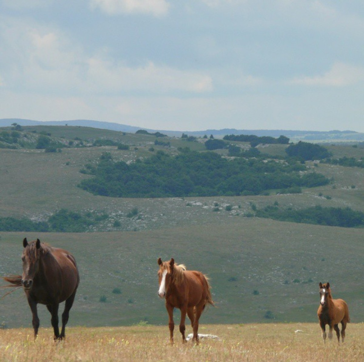 Family - My, The photo, Horses, Crimea, Family, Animals