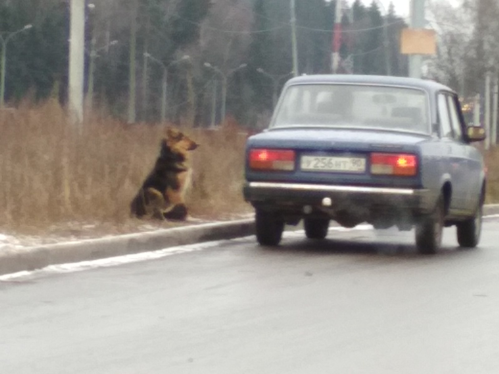 The kind of beggars at McDonald's that you can't refuse. - My, Beggars, Dog, My