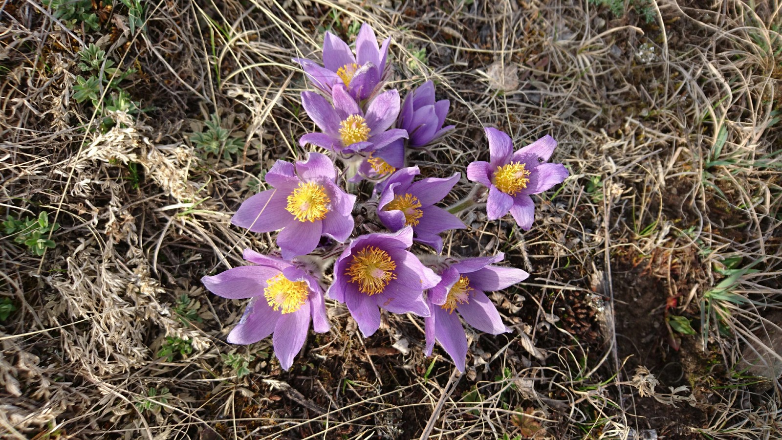 Altai photo. All photos are taken from the phone. - My, Mountain Altai, The photo, Longpost, Altai Republic