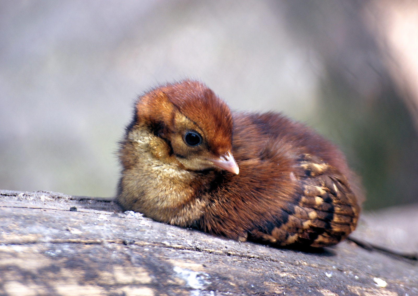 Amazing Tragopans - Birds, Pheasant, Biology, Zoology, Informative, Video, Longpost